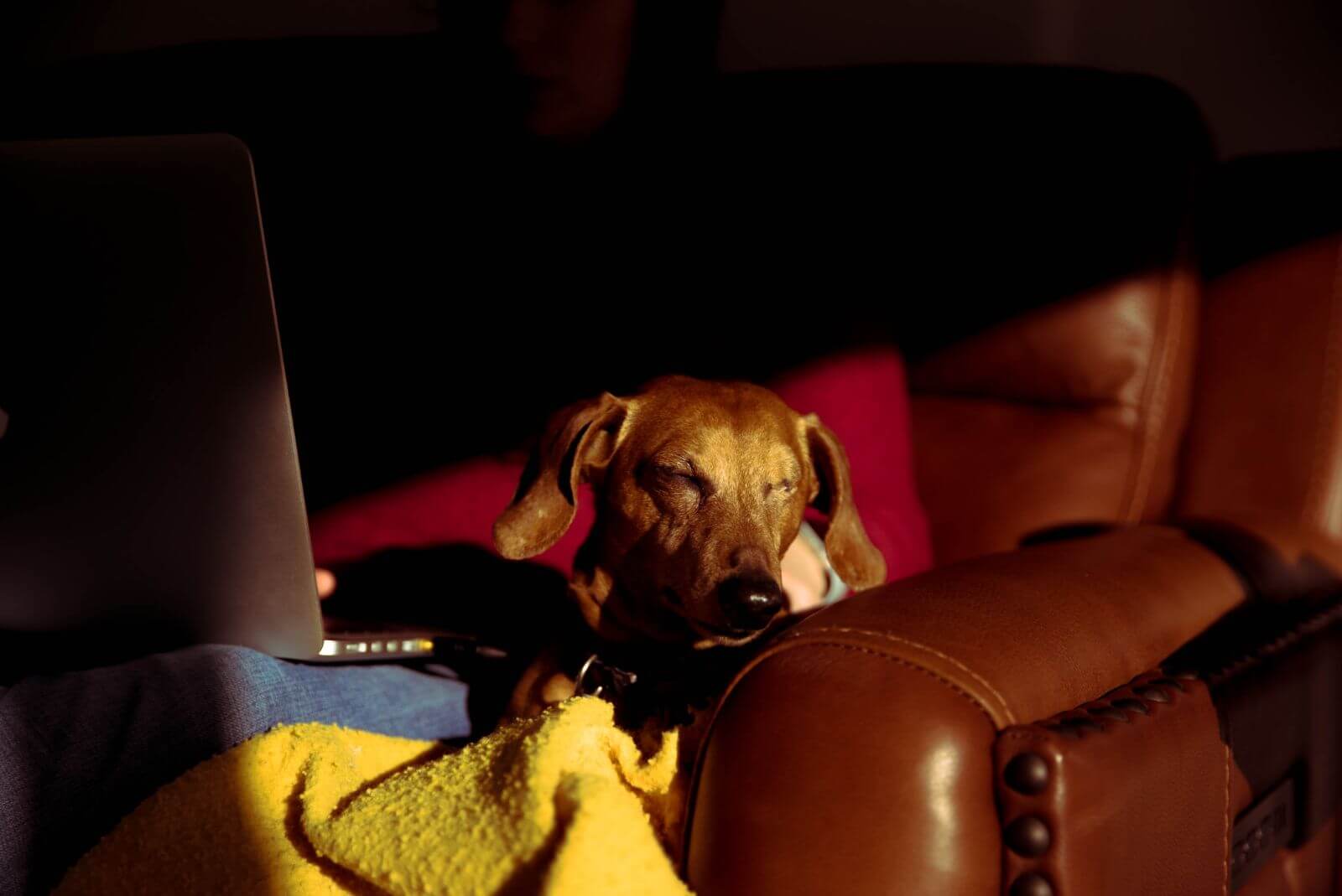 green buzz office pets